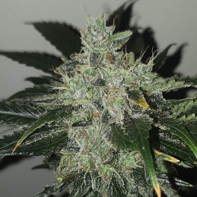 Original Sensible Seeds Do Si Dos OG Image 5
